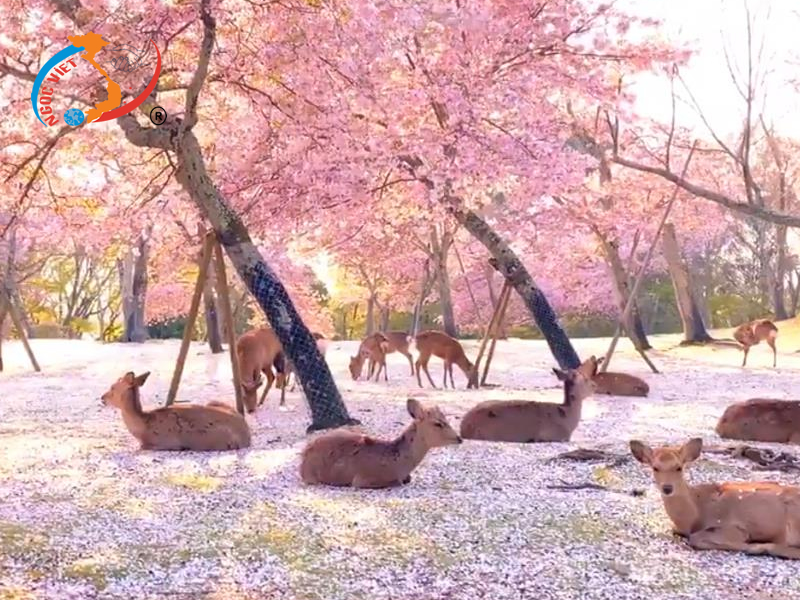 Công viên Nara Công viên Nara