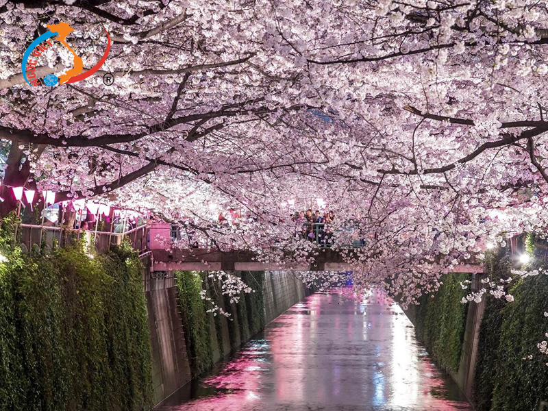 Công viên Shinjuku Gyoen Công viên Shinjuku Gyoen